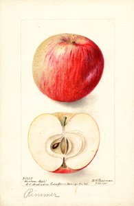 Mele Rimmer (Malus domestica) (acquerello) da Deborah Griscom Passmore