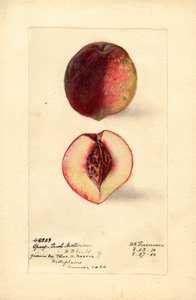 Pesca sportiva Nettarina (Prunus persica) (acquerello) da Deborah Griscom Passmore