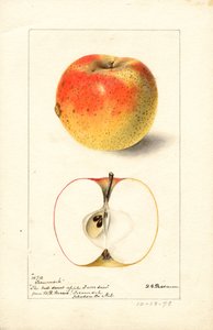 Mele Tecumseh ( Malus domestica) (acquerello) da Deborah Griscom Passmore