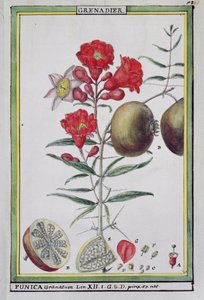 Albero di melograno, da Florindie ou Historie physico-economique des vegetaux de la Torride, 1789