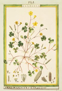 Acetosella delle Bermuda (Oxalis biflora o pes-caprae), acquerello di Delahaye