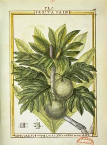 Albero del pane (Artocarpus altilis), acquerello di Delahaye