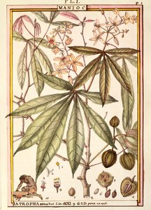 Cassava (Jatropha manihot), di Delahaye, acquerello