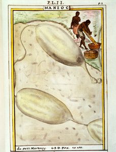 Manioca (Manihot esculenta), acquerello di Delahaye