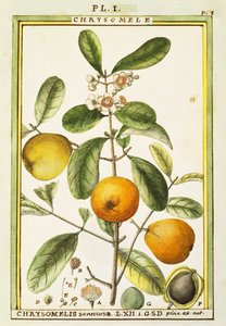 Chrysomele (Chrysomelis senticosa), acquerello di Delahaye