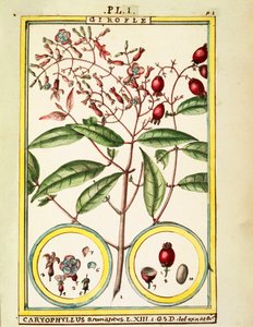 Chiodo di garofano (Caryophyllus Aromaticus), acquerello di Delahaye