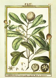 Cryptocarya Aromatica, acquerello di Delahaye da Delahaye Delahaye
