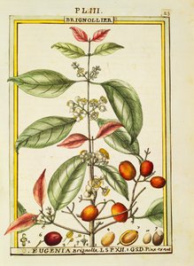 Eugenia Brignolla, acquerello di Delahaye