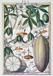 Frutti e fiori dell