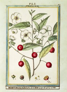 Ciliegia giamaicana (Muntingia calabura), acquerello di Delahaye