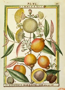 Susino di Malabar o mela rosa (Eugenia Jambos o Syzygium Jambos), acquerello di Delahaye
