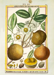 Mammea americana, acquerello di Delahaye