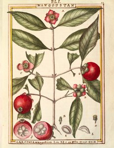 Mangostano (Garcinia mangostana), acquerello di Delahaye