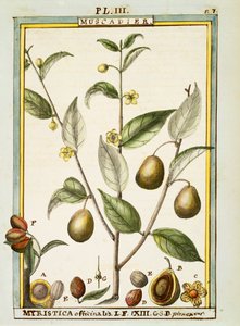 Noce moscata (Myristica fragrans o officinalis), acquerello di Delahaye