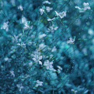 Fiori da giardino in un blu da sogno