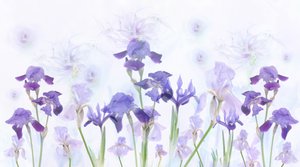 Iris color lavanda da sogno da Denis O Reilly