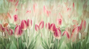 Tulipani rosa da sogno da Denis O Reilly