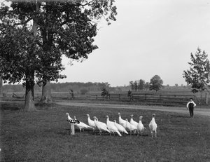Tacchini bianchi olandesi, 1900 da Detroit Publishing Co.