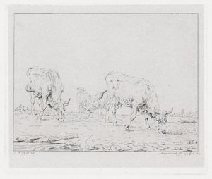Mucche al pascolo da Diederik Jan Singendonck