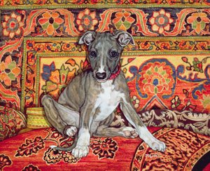 Il mio cucciolo di levriero, 1994 da Ditz