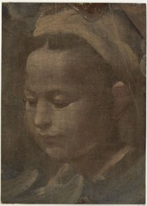 Testa di una giovane donna da Domenico Beccafumi