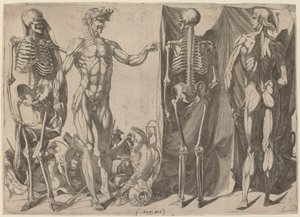 Scheletri e Écorchés