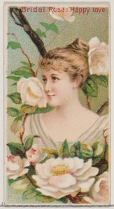 Rosa nuziale: Amore felice, dalla serie Bellezze floreali e linguaggio dei fiori N75 da Donaldson Brothers