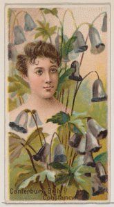 Campanule: Costanza, dalla serie Bellezze floreali e linguaggio dei fiori N75..., 1892