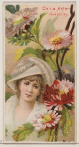 Aster della Cina: Versatilità, dalla serie Bellezze Floreali e Linguaggio dei Fiori N75, 1892 da Donaldson Brothers