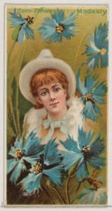 Fiordaliso: Modestia, dalla serie Bellezze floreali e linguaggio dei fiori N75 per Duk... da Donaldson Brothers