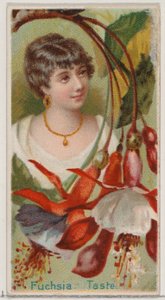 Fucsia: Gusto, dalla serie Bellezze floreali e linguaggio dei fiori N75 per Duke, 1892 da Donaldson Brothers