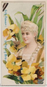 Garofano: Bellezza imperitura, dalla serie Bellezze floreali e linguaggio dei fiori N7..., 1892 da Donaldson Brothers