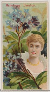 Eliotropio: Devozione, dalla serie Bellezze floreali e linguaggio dei fiori N75 per Du...