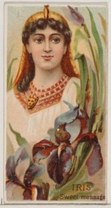 Iris: Dolce messaggio, dalla serie Bellezze floreali e linguaggio dei fiori N75 per Duk..., 1892 da Donaldson Brothers