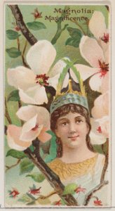 Magnolia: Magnificenza, dalla serie Bellezze floreali e linguaggio dei fiori N75, 1892 da Donaldson Brothers