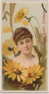 Calendula: Disprezzo, dalla serie Bellezze floreali e linguaggio dei fiori N75 per Duke... da Donaldson Brothers
