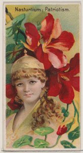 Nasturzio: Patriottismo, dalla serie Bellezze Floreali e Linguaggio dei Fiori N75, 1892 da Donaldson Brothers