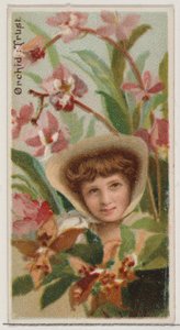 Orchidea: Fiducia, dalla serie Bellezze floreali e linguaggio dei fiori N75 per Duke