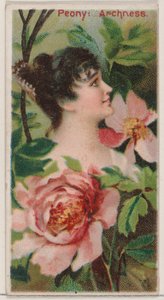 Peonia: Malizia, dalla serie Bellezze floreali e linguaggio dei fiori N75 per Duke da Donaldson Brothers