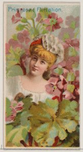 Primula: Flirtazione, dalla serie Bellezze floreali e linguaggio dei fiori N75 per Du..., 1892 da Donaldson Brothers