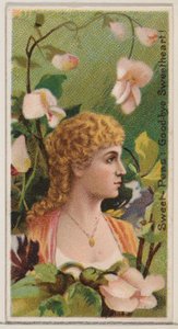 Piselli odorosi: Addio amore mio!, dalla serie Bellezze floreali e linguaggio dei fiori... da Donaldson Brothers