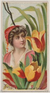 Tulipano: Una dichiarazione d