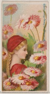 Margherita inglese selvatica: delicatezza, dalla serie Bellezze floreali e linguaggio dei fiori, 1892 da Donaldson Brothers