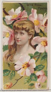 Rosa selvatica: Poesia, dalla serie Bellezze floreali e linguaggio dei fiori N75 per Duke...