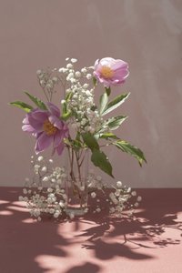 Peonie rosa in una luce soffusa da Donatella Basso