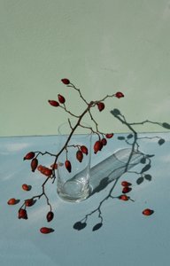 Natura morta con bacche di rosa canina da Donatella Basso