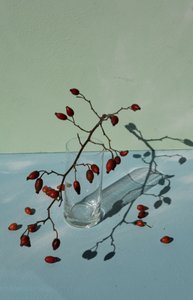 Rosa canina e ombre da Donatella Basso