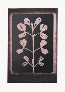 Sagoma botanica scura