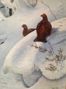 Gallo cedrone nella neve, 1985 circa (olio su tela) da Douglas Anderson