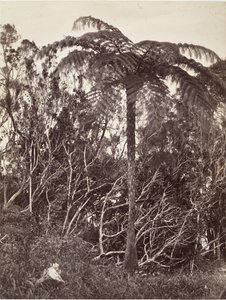Felce arborea, 1863 da Désiré Charnay